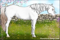 Horse Color:White Spotted Red Dun Appaloosa 