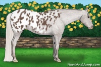 Horse Color:Silver Black Appaloosa 