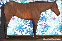 Horse Color:Bay  Brindle