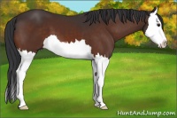 Horse Color:Brown Splash