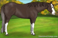 Horse Color:Liver Chestnut Splash 