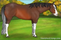Horse Color:Bay Splash 