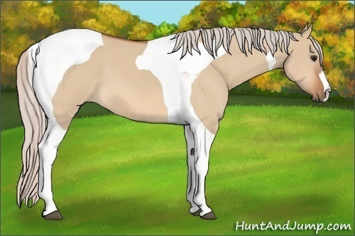 Horse Color: Silver Bay Dun Tobiano 