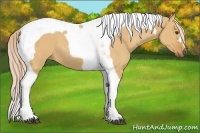 Horse Color:Palomino Dun Tobiano 