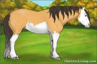 Horse Color:Buckskin Splash 