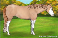 Horse Color:Gold Champagne Splash 