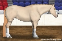 Horse Color:Gold Champagne Dun Splash 