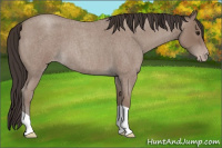 Horse Color:Sable Champagne Roan