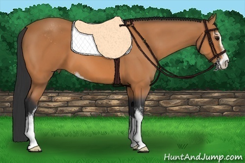 Horse Color: Bay Sabino 