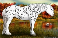 Horse Color:Smoky Black Splash Appaloosa 