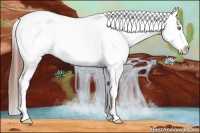 Horse Color:White Spotted Amber Champagne Splash Appaloosa 