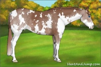 Horse Color:White Spotted Liver Chestnut Splash 