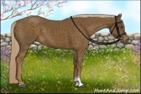 Horse Color:Chocolate Palomino Sabino