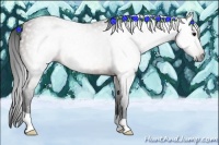 Horse Color:Gray Brown