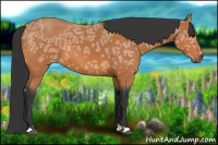 Horse Color:Bay Ice 