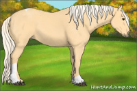 Horse Color:Palomino Tobiano 