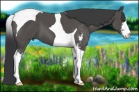 Horse Color:Black Sabino Tobiano 