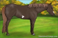 Horse Color:Liver Chestnut Frame 
