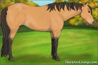 Horse Color:Buckskin 