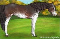 Horse Color:White Spotted Buckskin 