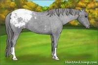 Horse Color:Black Appaloosa