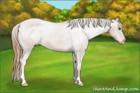 Horse Color:Chestnut Appaloosa 