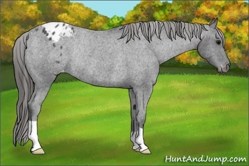 Horse Color: Black Blanket Rabicano 
