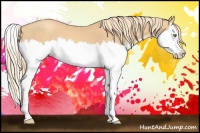 Horse Color:Gold Champagne Splash 