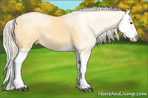 Horse Color: Palomino Dun Splash 