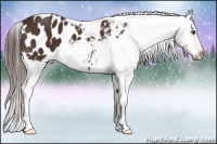 Horse Color:Liver Chestnut Appaloosa 