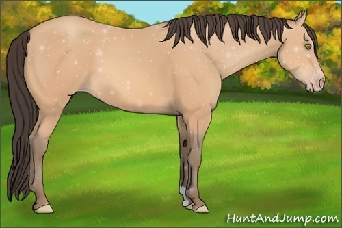 Horse Color: ERROR: UNKNOWN ANOMALY