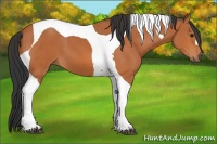 Horse Color:Bay Tobiano 