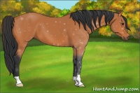 Horse Color:ERROR: UNKNOWN ANOMALY