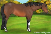 Horse Color:Bay Tobiano 