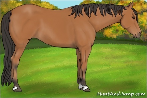 Horse Color: Bay 