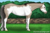 Horse Color:Liver Red Dun Splash Frame 