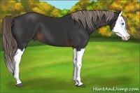 Horse Color:Liver Chestnut Splash 