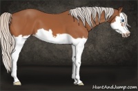 Horse Color:Silver Bay Splash Frame 