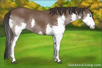 Horse Color:Bay Splash 