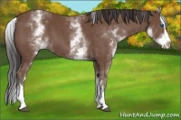 Horse Color:White Spotted Bay Splash 