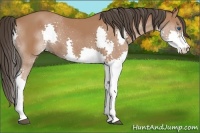 Horse Color:Bay Splash 