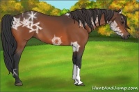 Horse Color:Bay Ice 