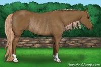 Horse Color:Chocolate Palomino Rabicano 