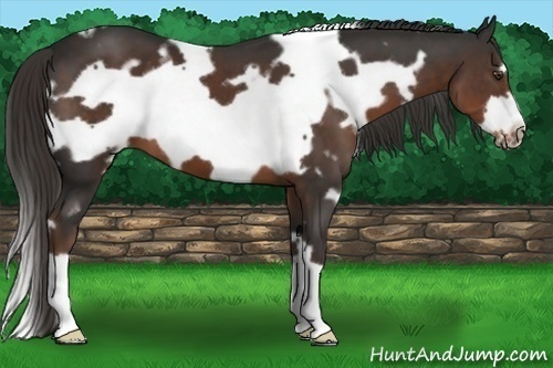 Horse Color: White Spotted Liver Chestnut Frame 