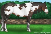 Horse Color:White Spotted Liver Chestnut Frame