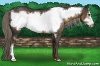 Horse Color:Chocolate Palomino Frame 