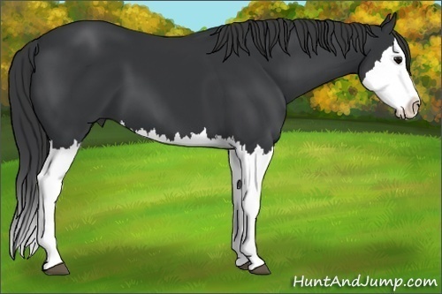 Horse Color: Black Sabino Splash 