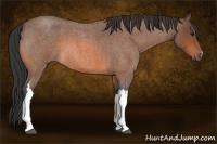 Horse Color:Bay Roan 