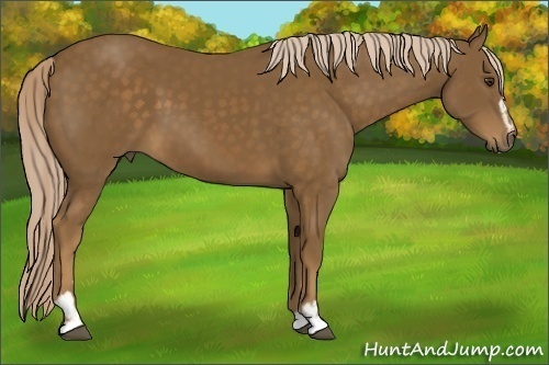 Horse Color: Chocolate Palomino Sabino 
