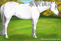 Horse Color:Bay Sabino 